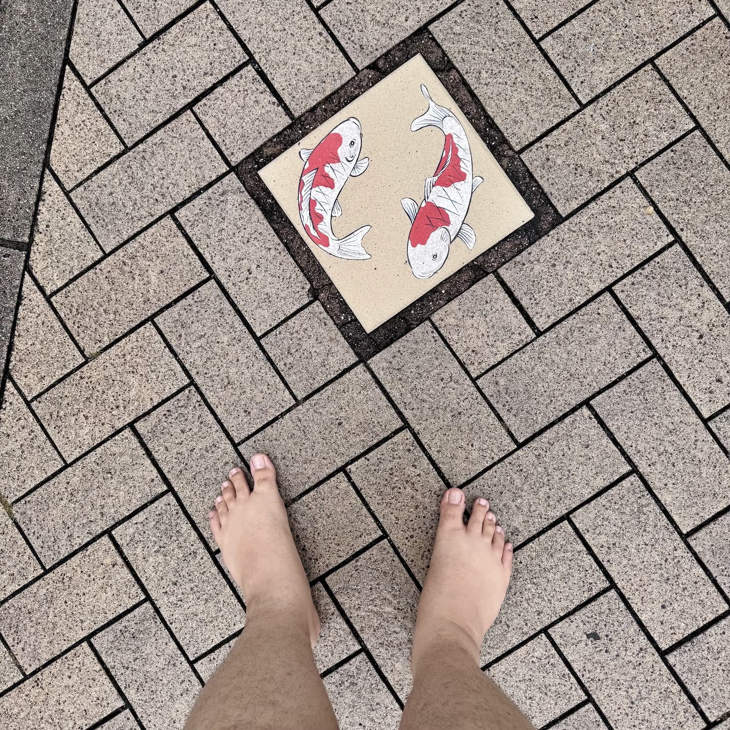 A picture of a koi-themed manhole cover with two white koi circling each other as though trapped in the pavement. The tops of my bare feet are visible in the shot as I took the photo pointing directly down.