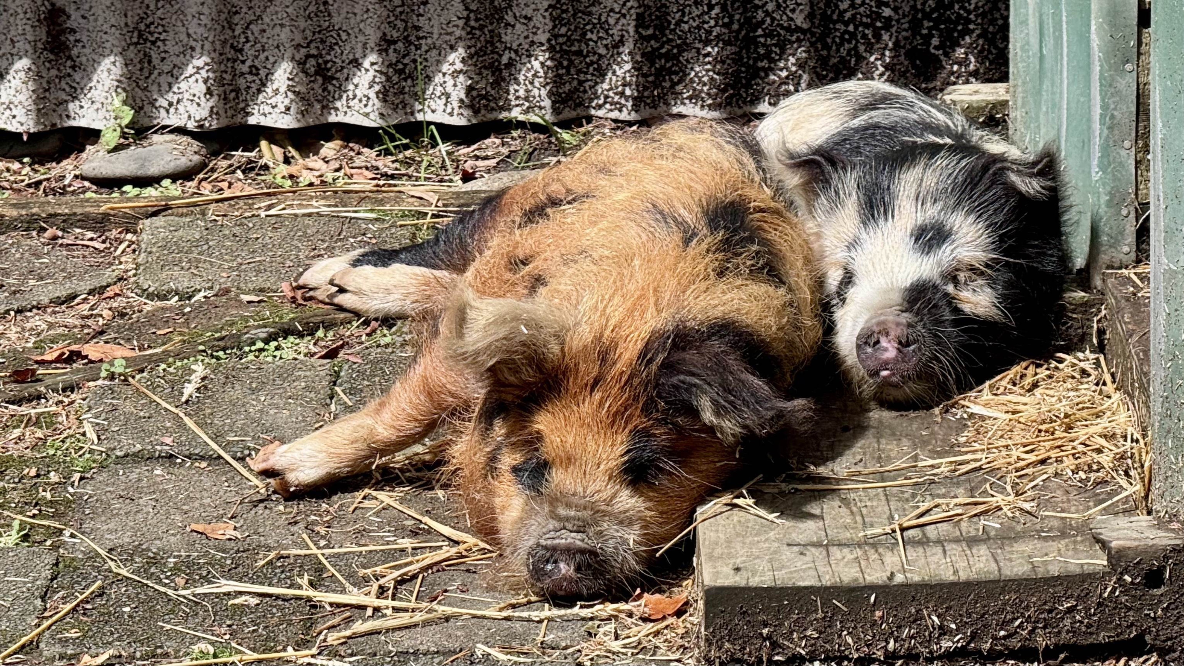 Two sleeping kunekune pigs, one brown, one black and white, resting against each other on the concrete in the sun.